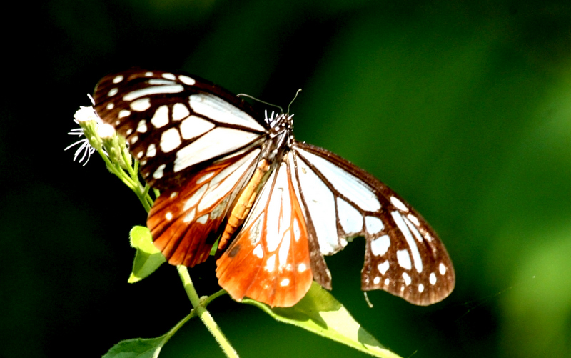 Chestnut Tiger